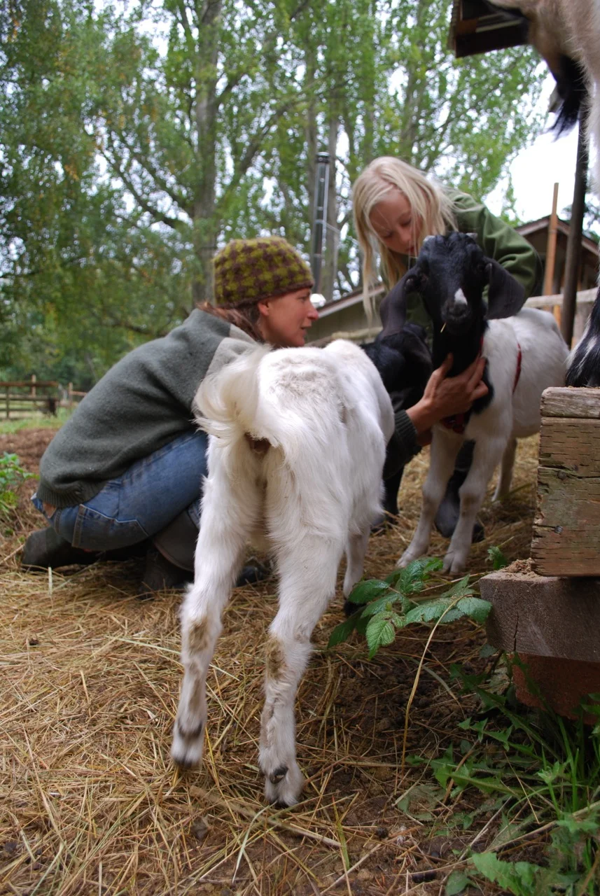 bdlittlegoats.jpg