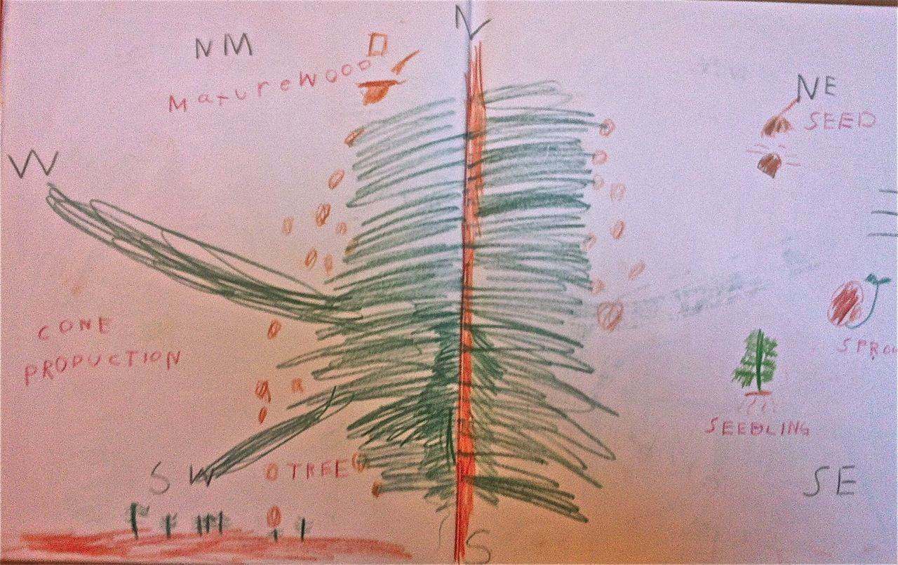 cedar cycle/main lesson review