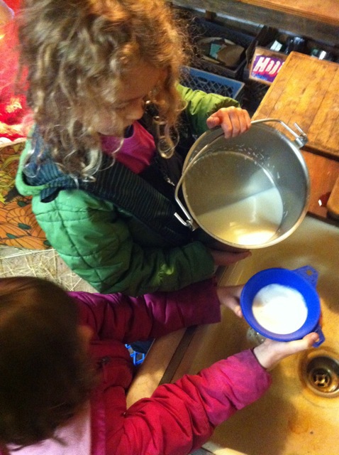filtering goat milk