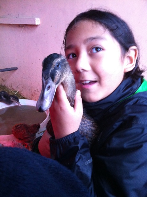 tending big ducklings