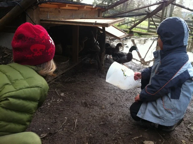 feeding ducks