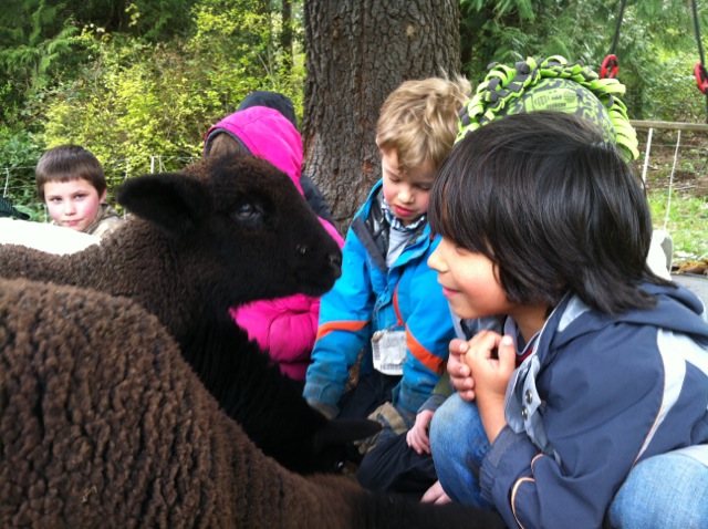 meeting the lambs