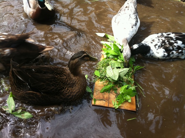 ducks at the floating buffet