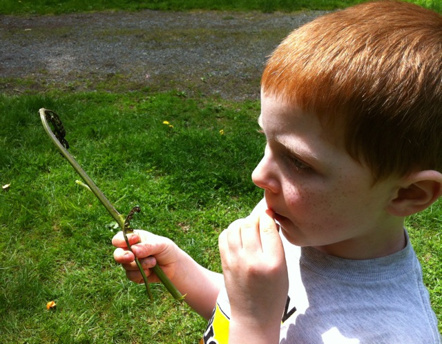 roasting  fiddleheads