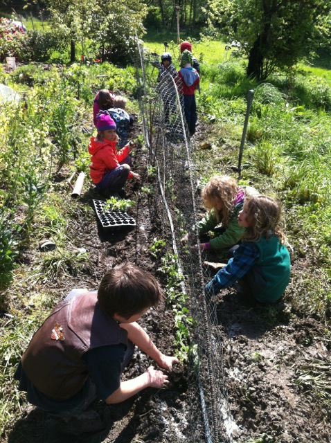 planting peas