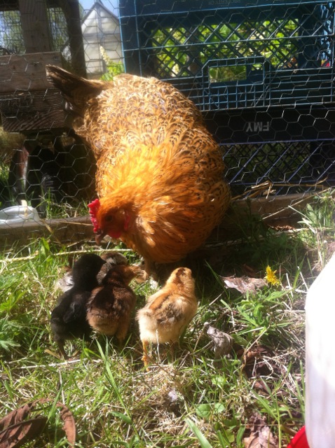 mama hen and chicks