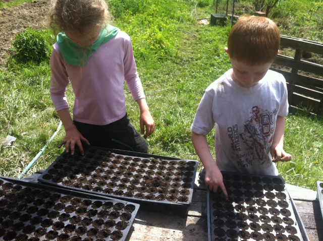 seeding sunflowers