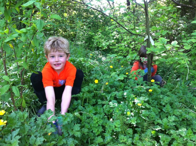 weeding restoration site.jpg