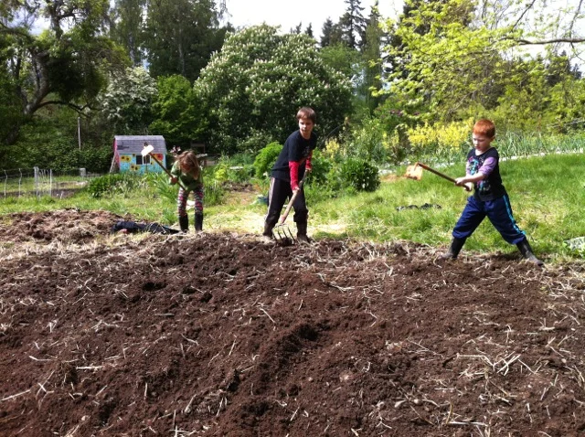 planting