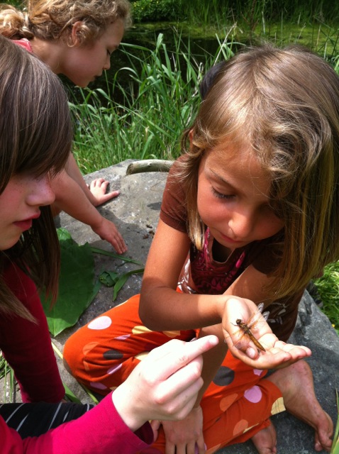 dragonfly observation