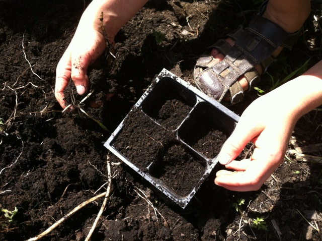 seeding pumpkins