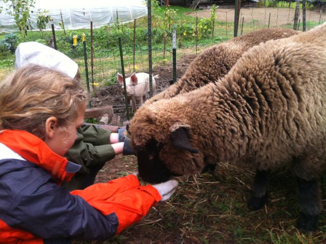 tending sheep