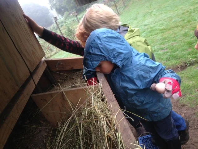 chicken chores