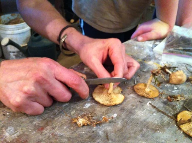 mycology
