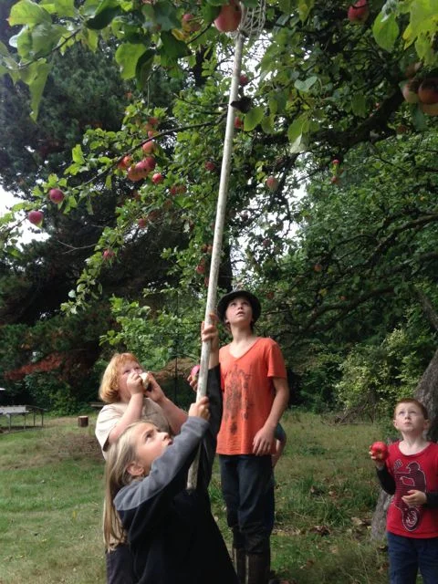 picking apples