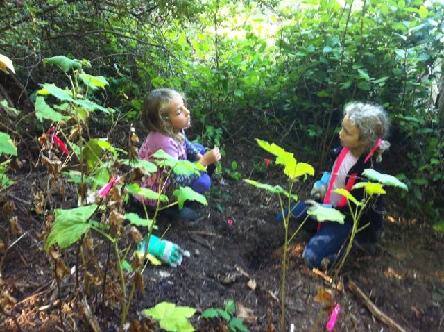 in the songbird forest