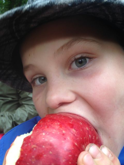 apple tasting
