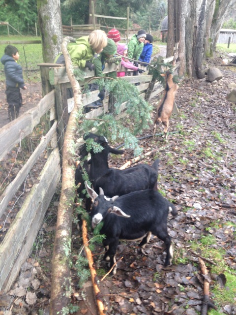 feeding forage to goats.jpg