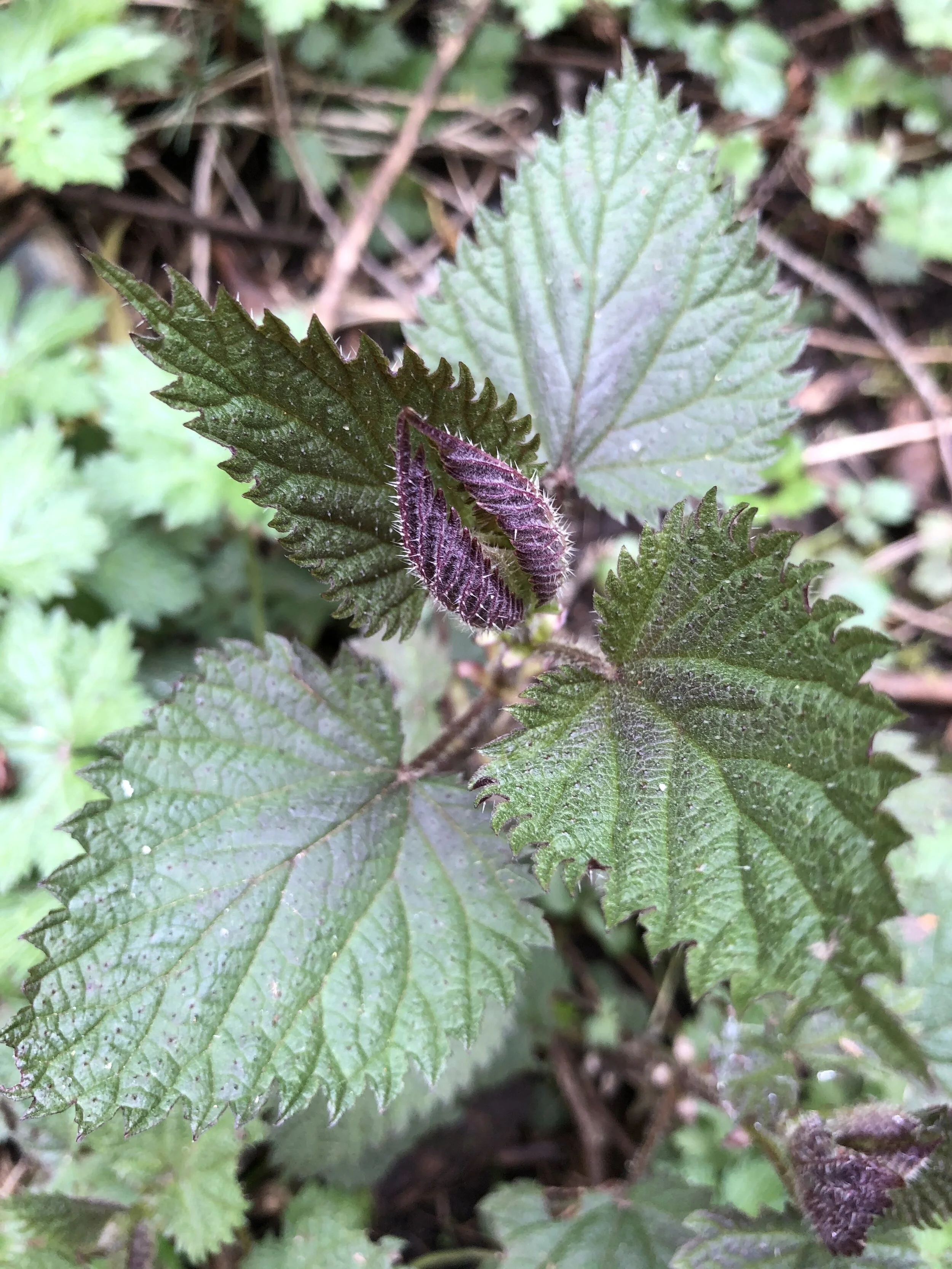 3.23.20NettlesPhoto.jpg