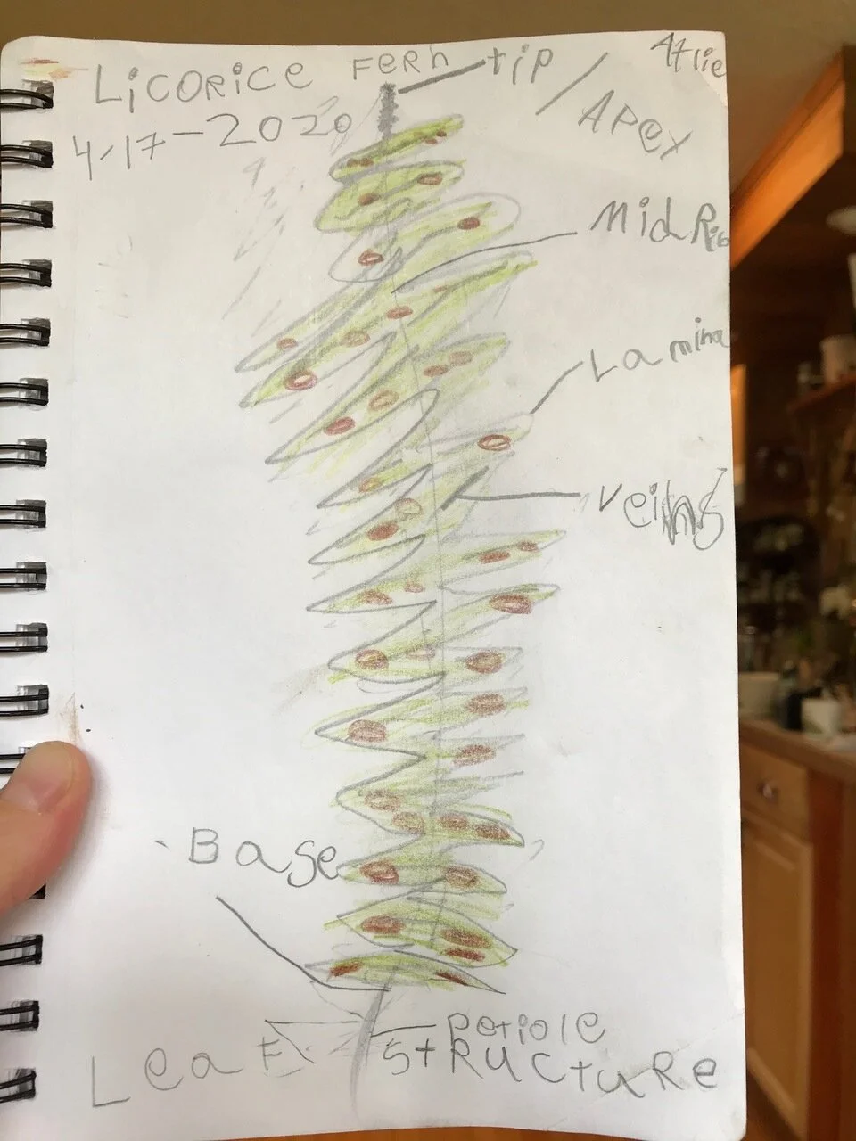 Atalie Leaf diagram.jpeg