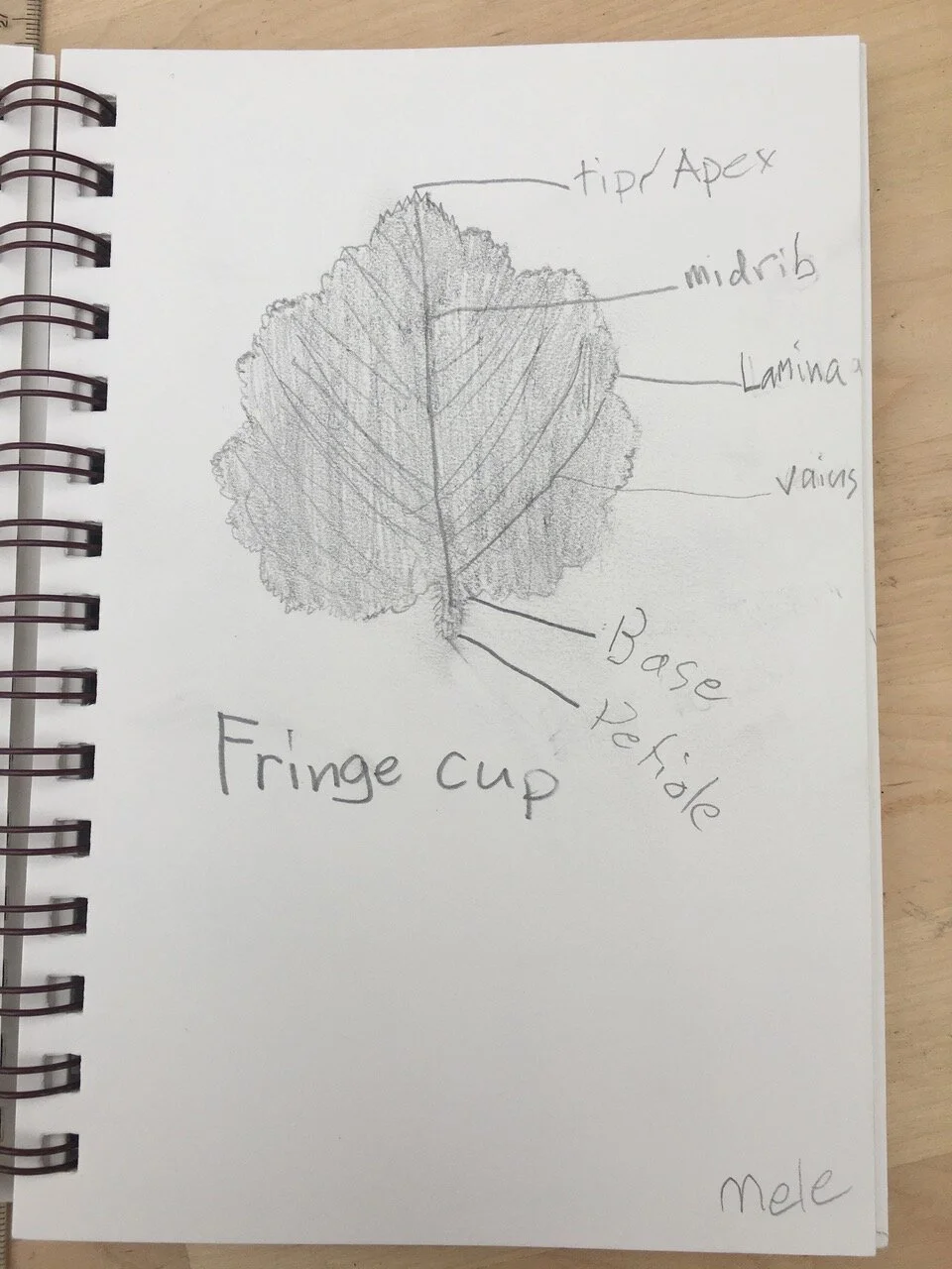 Mele leaf anatomy.jpeg