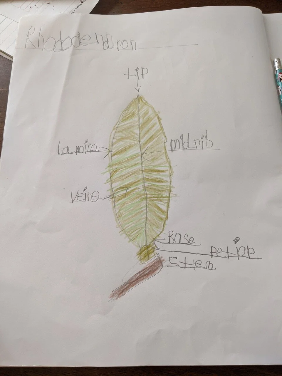 walter leaf drawing.jpeg