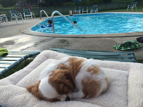 jetson the lifeguard.jpg