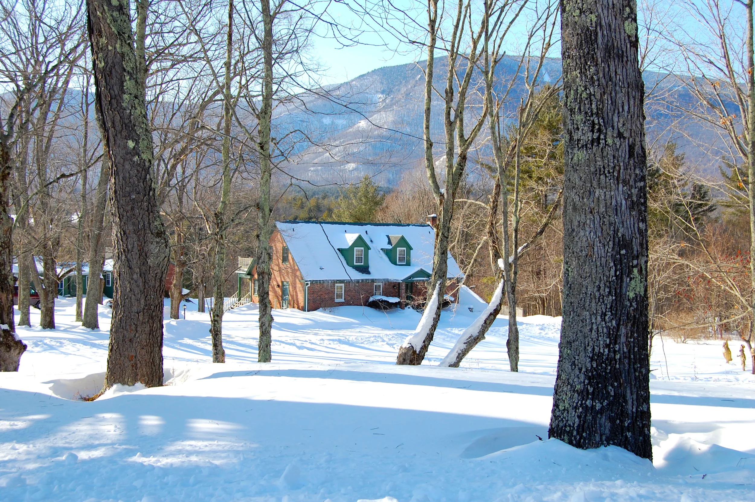 Winter Distance shot through trees.jpg