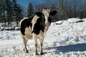 cow.jpg
