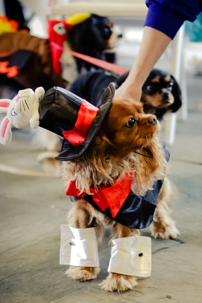 Magician Cavalier Wilburton Inn Howloween 2016.jpg