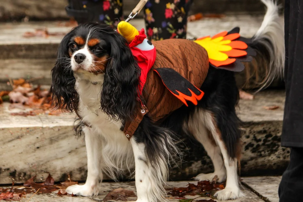 Turkey Cavalier Wilburton Inn Howloween 2016.jpg