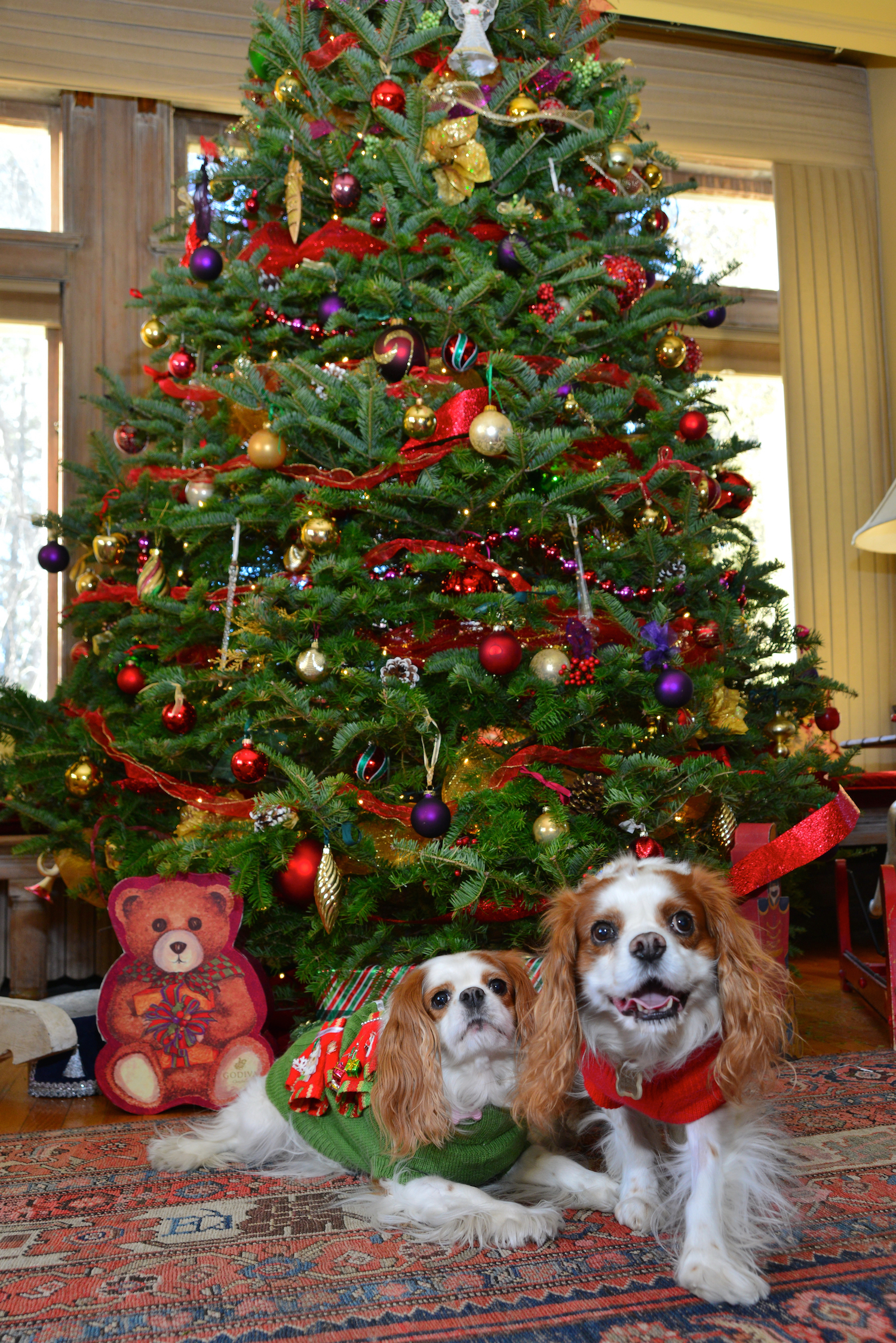 2 cavs under tree.jpg
