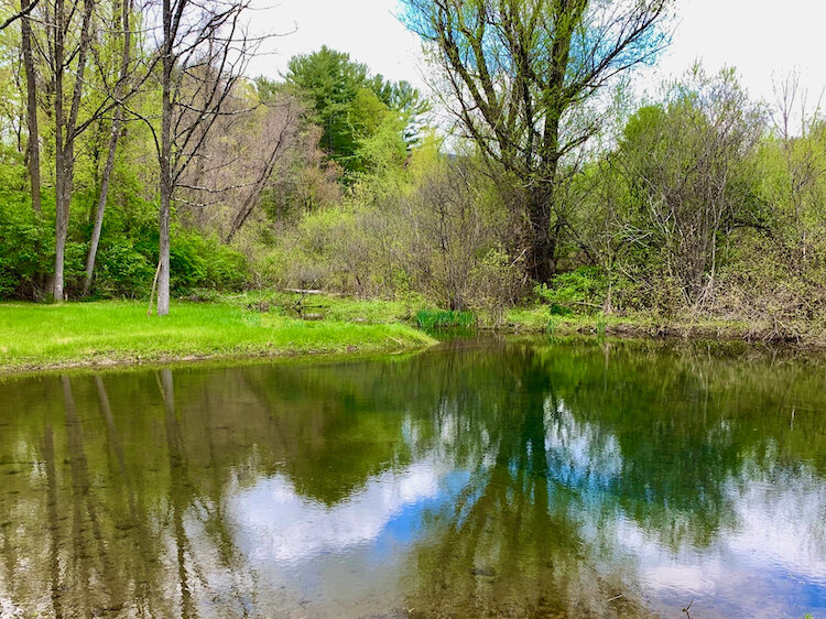 pond in spring.jpg