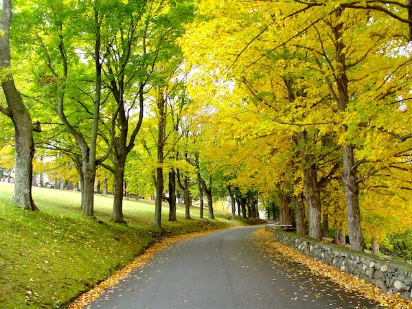 Wilburton Driveway in Early Fall MLE.jpg