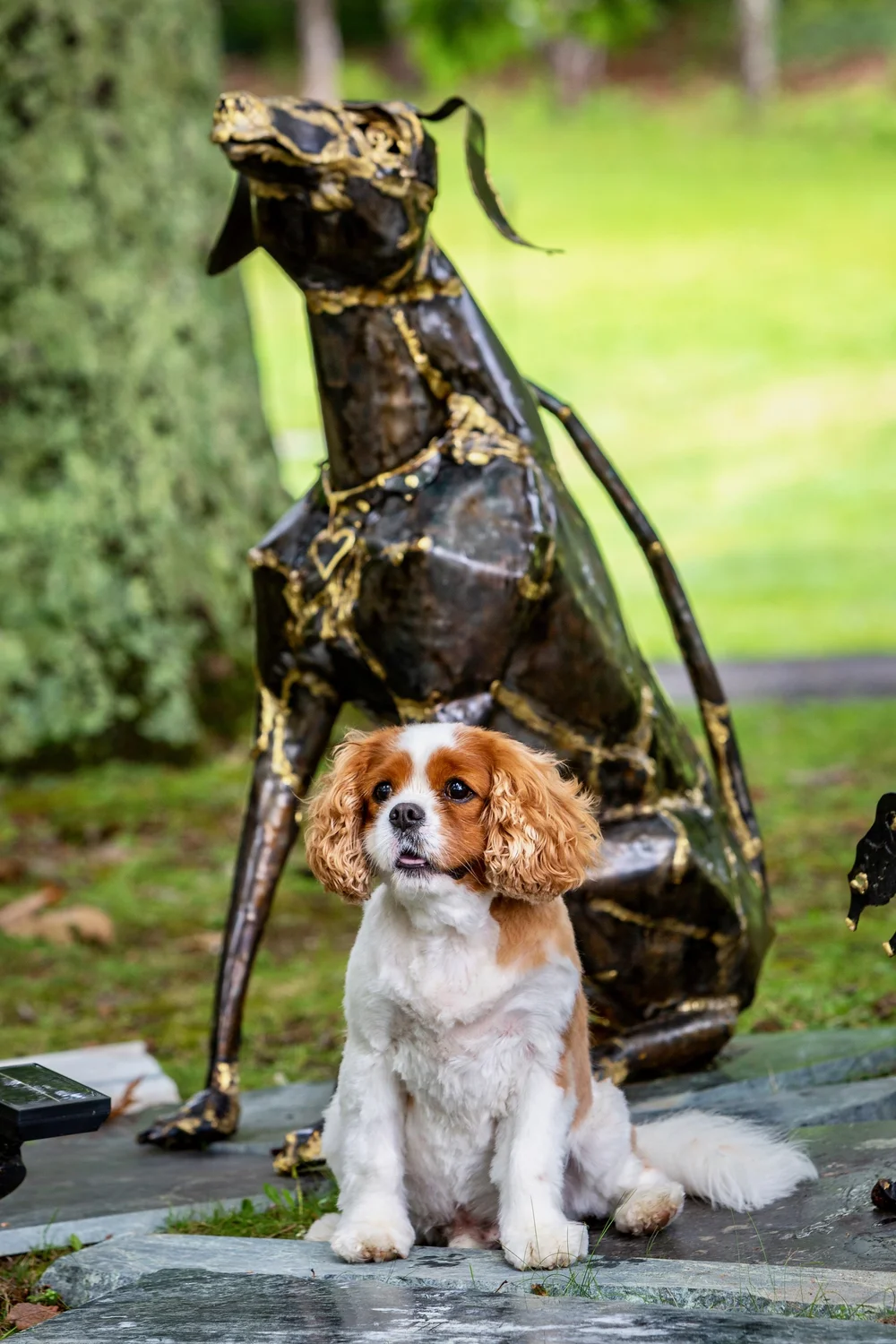 a dog sitting on a bench with a bird on it's head