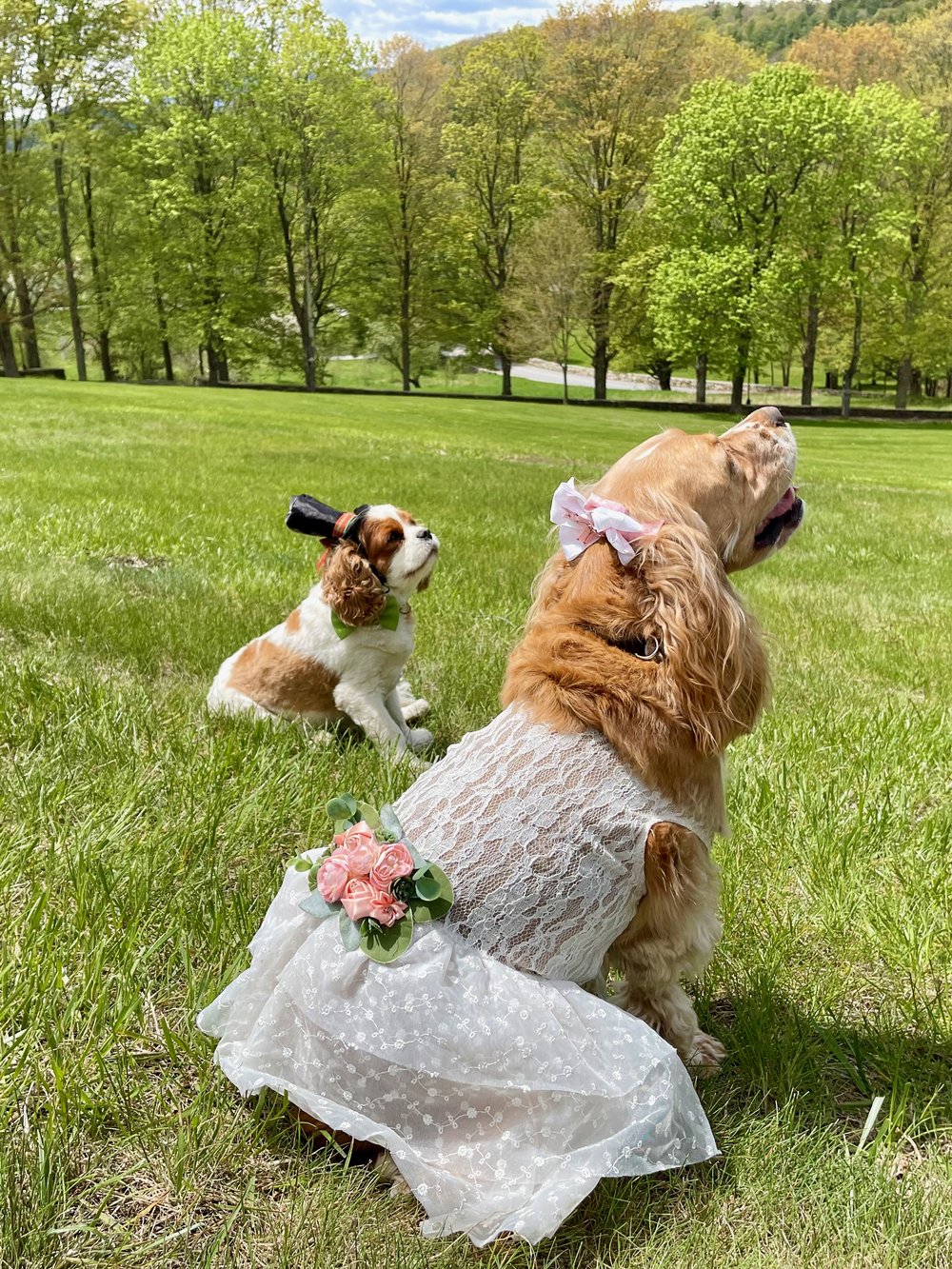 princess wedding dogs.jpeg
