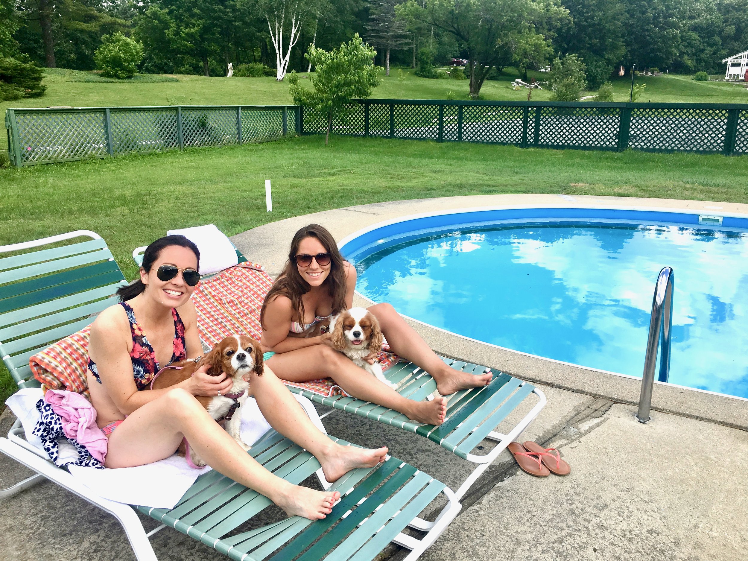 dogs at pool.jpeg