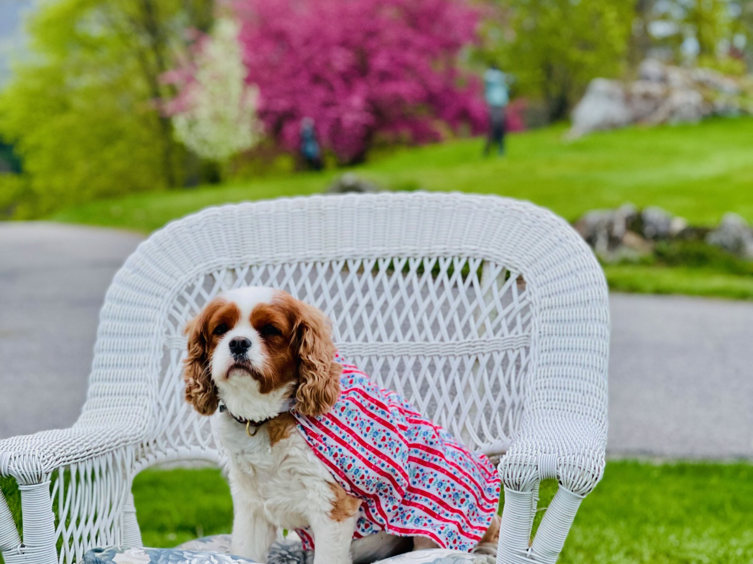 Lanz nightie Jetson mother day doggie slumber party.jpeg