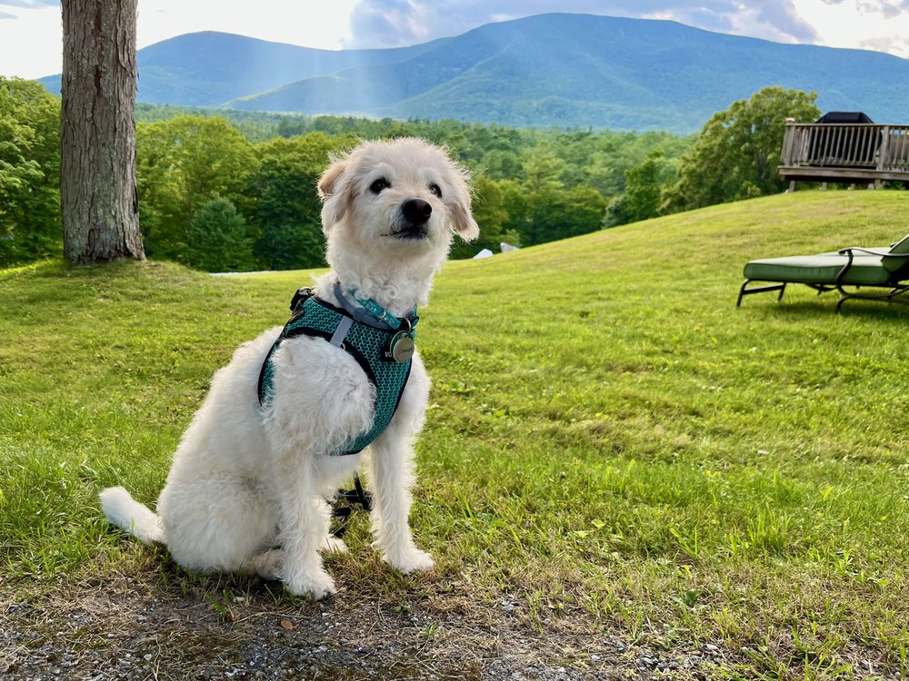 summer white doggie guest at wilburton.jpeg