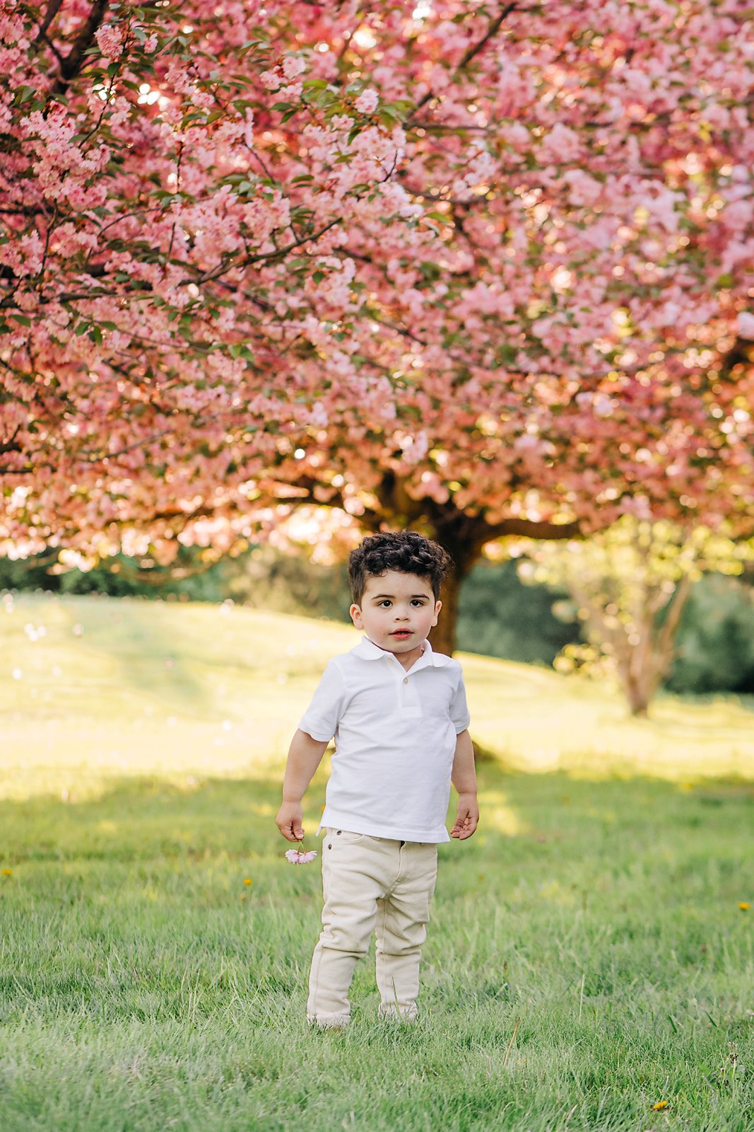 cherryblossoms0181 copy.jpg