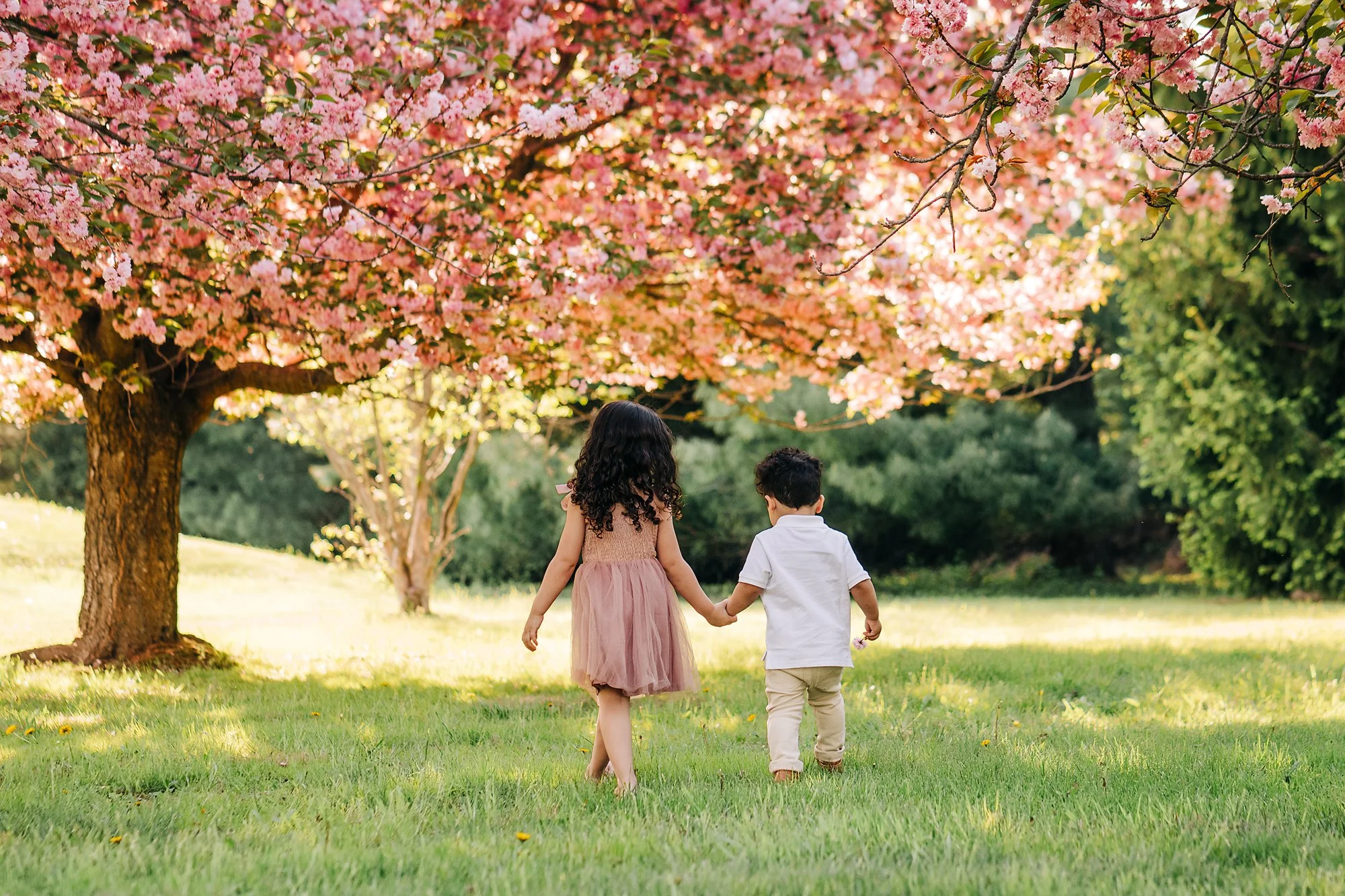 cherryblossoms0201 copy.jpg