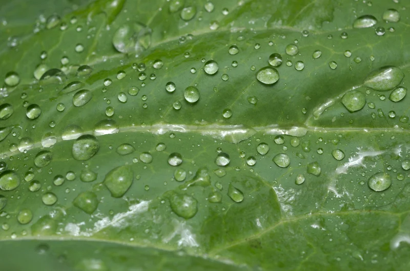 rain_drops.jpg