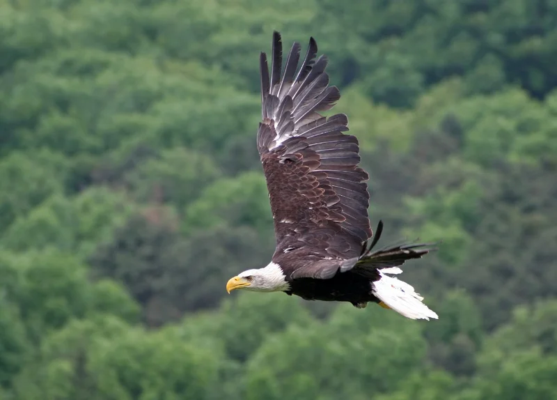 eagle.jpg
