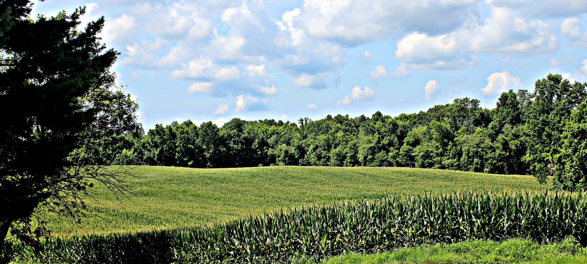 Farm Scene-2000px.jpg