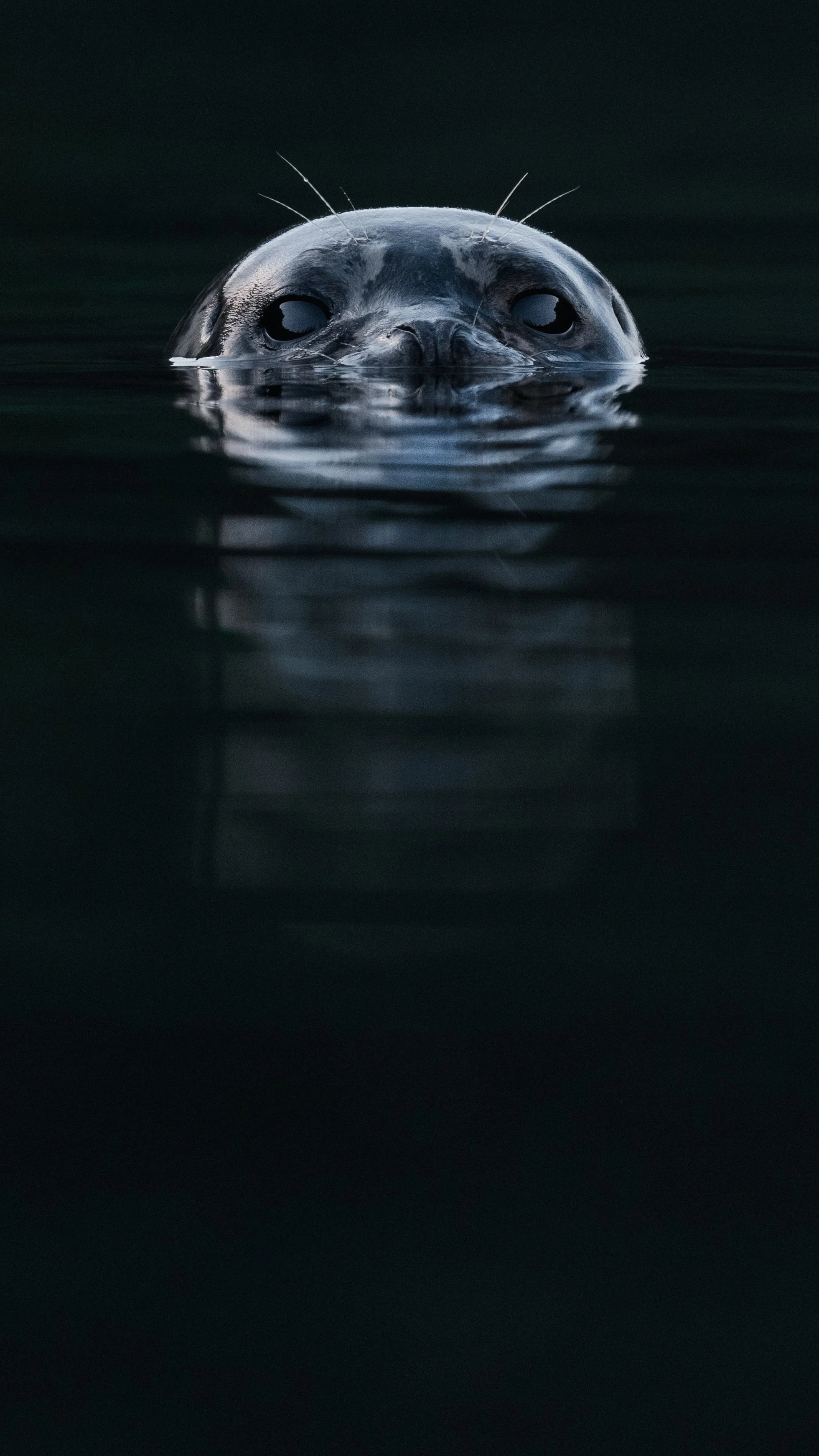seallookprint.jpg