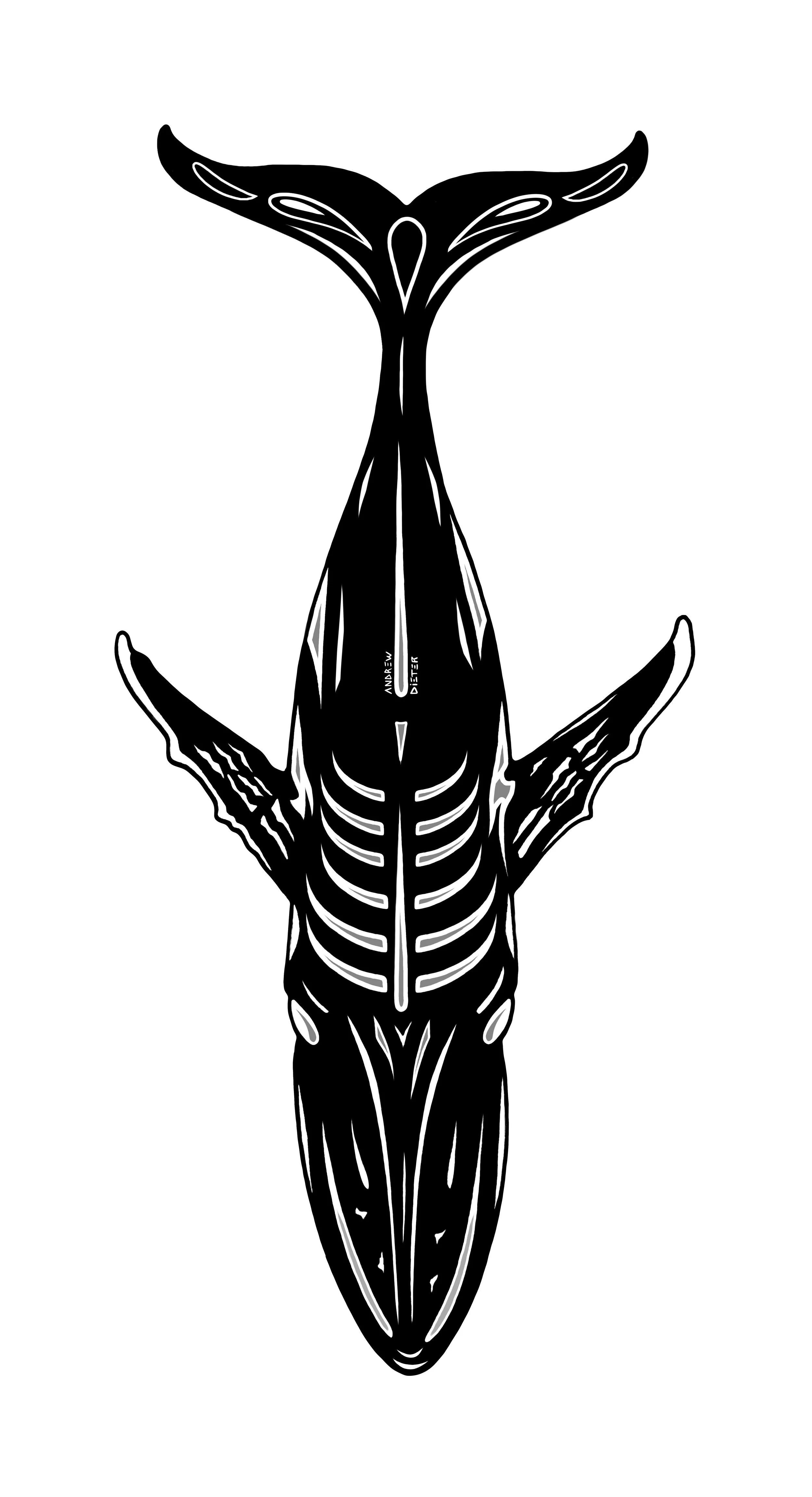 Humpbackdrawing.jpg