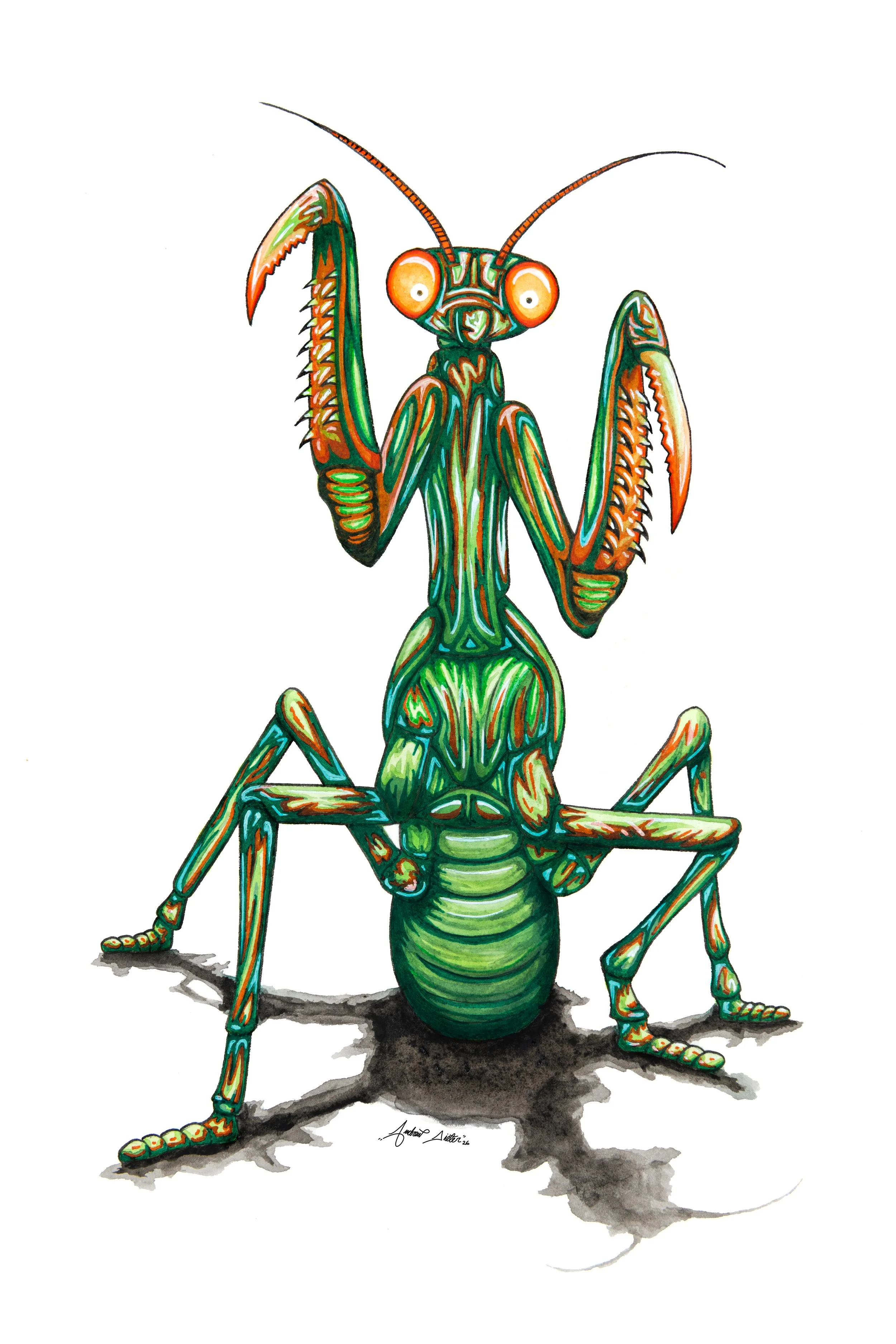 Mantis (1)FINALFINAL.jpg