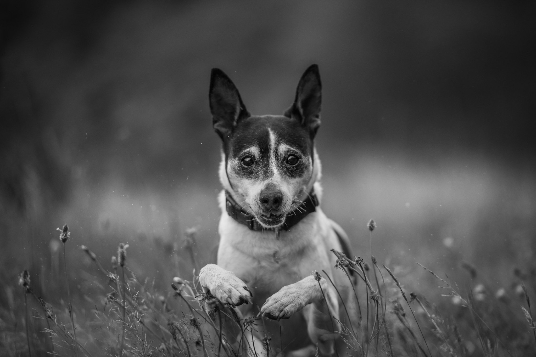 IMG_0393.jpeg