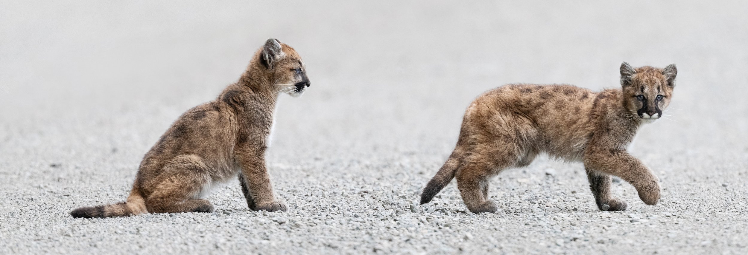 CougarCubsTogetherWalkingFinal.jpg