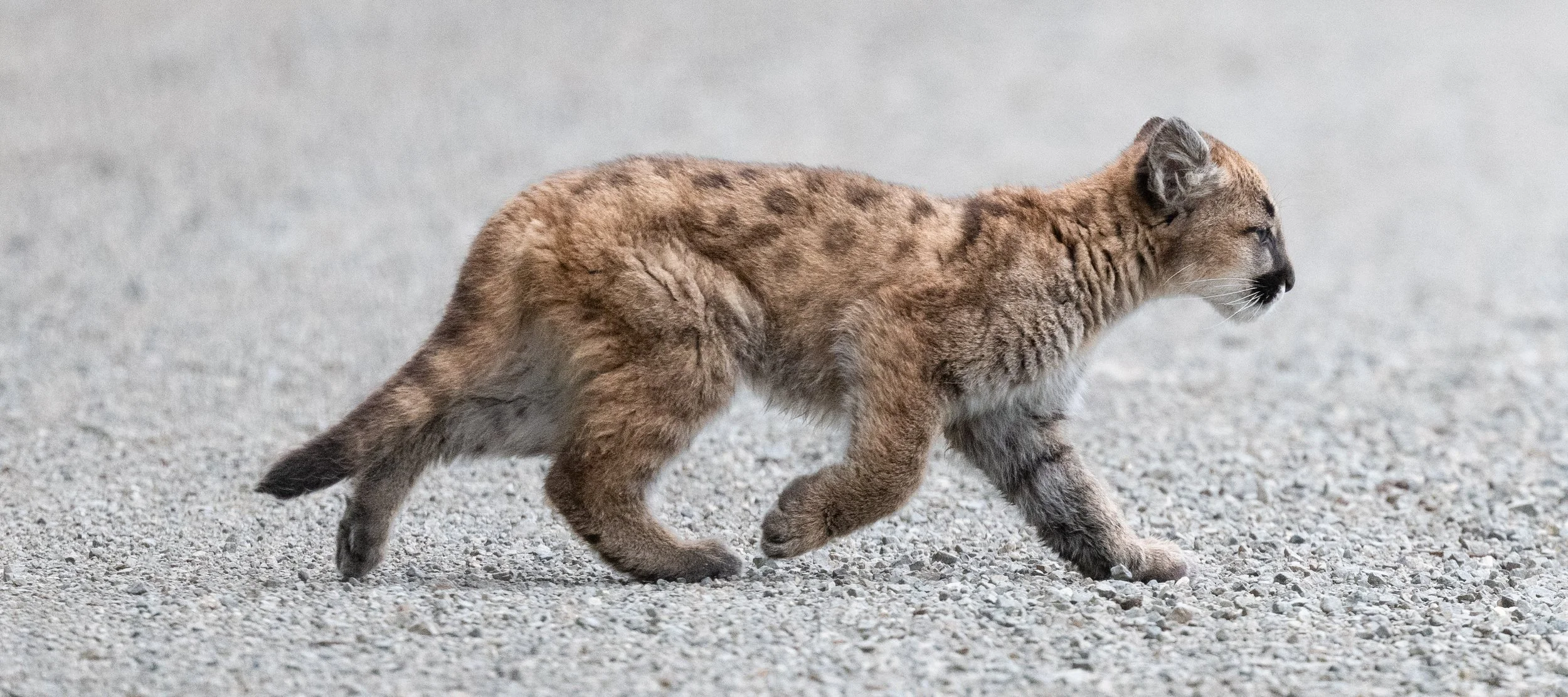 Cougarcubwalking.jpg